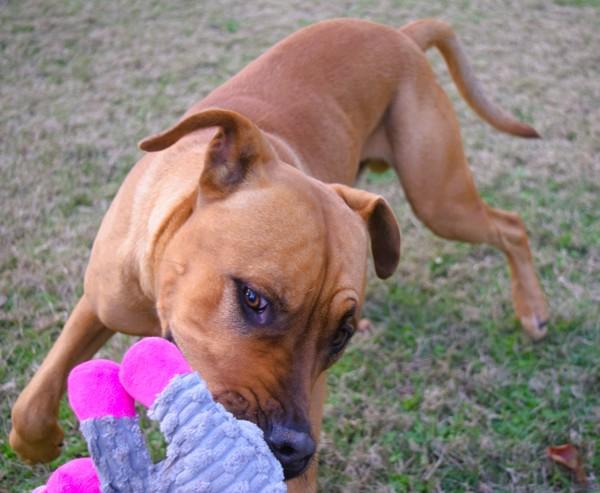 Enlarge Marco, a Adoptable mixed breed in Mobile, AL image 3/6