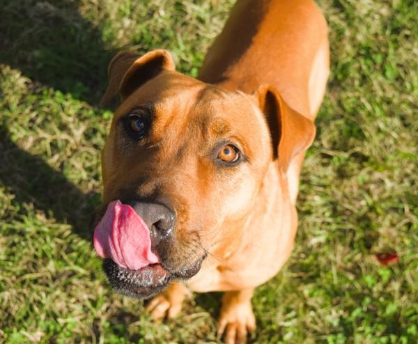 Enlarge Marco, a Adoptable mixed breed in Mobile, AL image 4/6