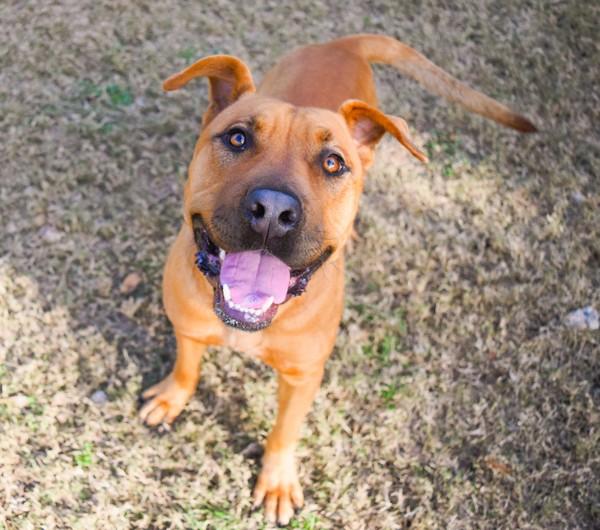 Enlarge Marco, a Adoptable mixed breed in Mobile, AL image 5/6