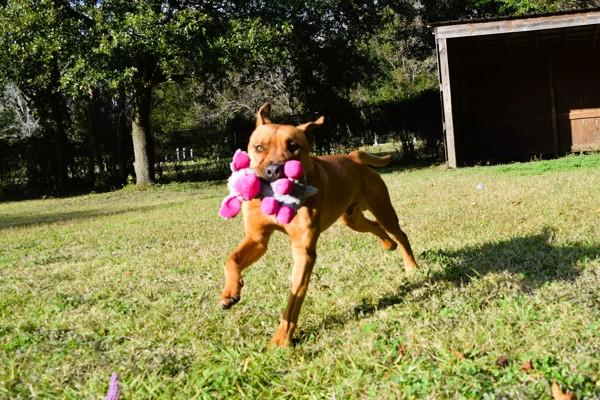 Enlarge Marco, a Adoptable mixed breed in Mobile, AL image 6/6