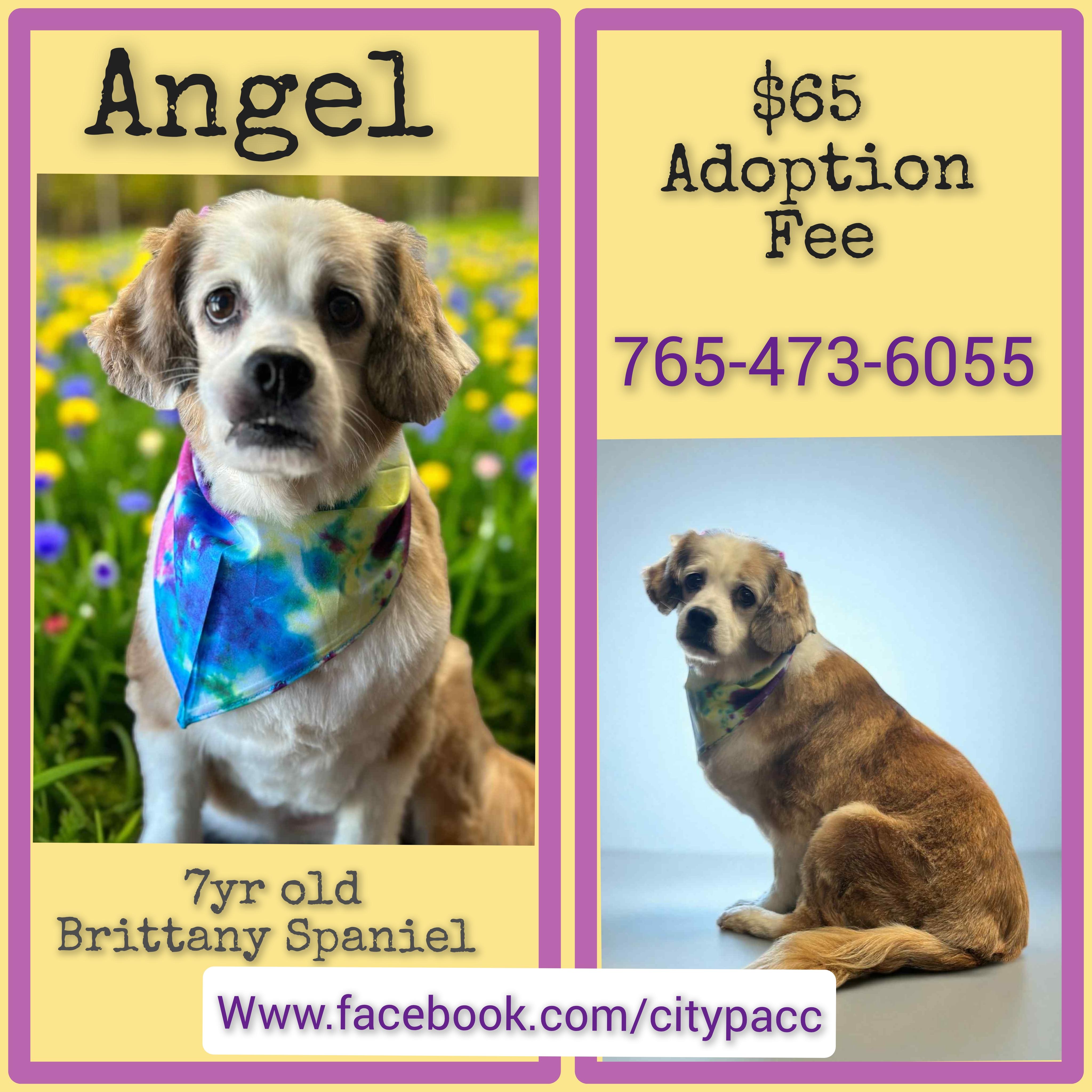 Angel, Adopted, Adult Female Brittany Spaniel.