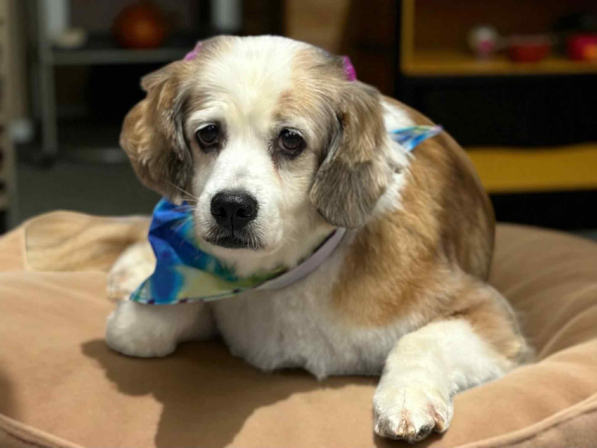 Angel, a Adopted mixed breed in Peru, IN image 2/2