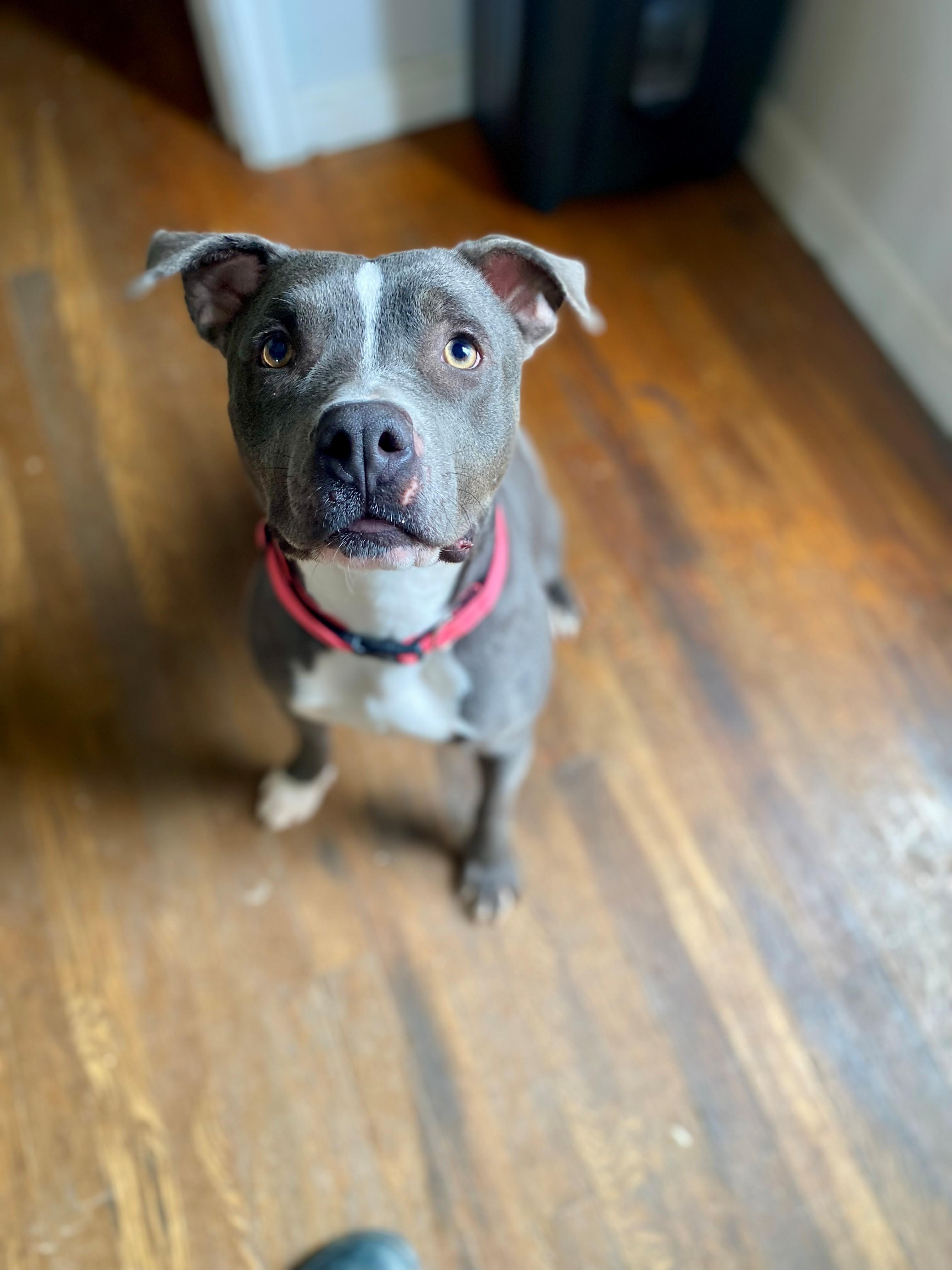 Sweetie, Young Female Pit Bull Terrier