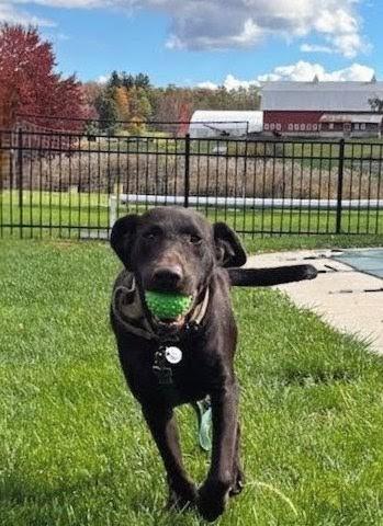 EJ - Fostered in the Hudson Valley,  NY