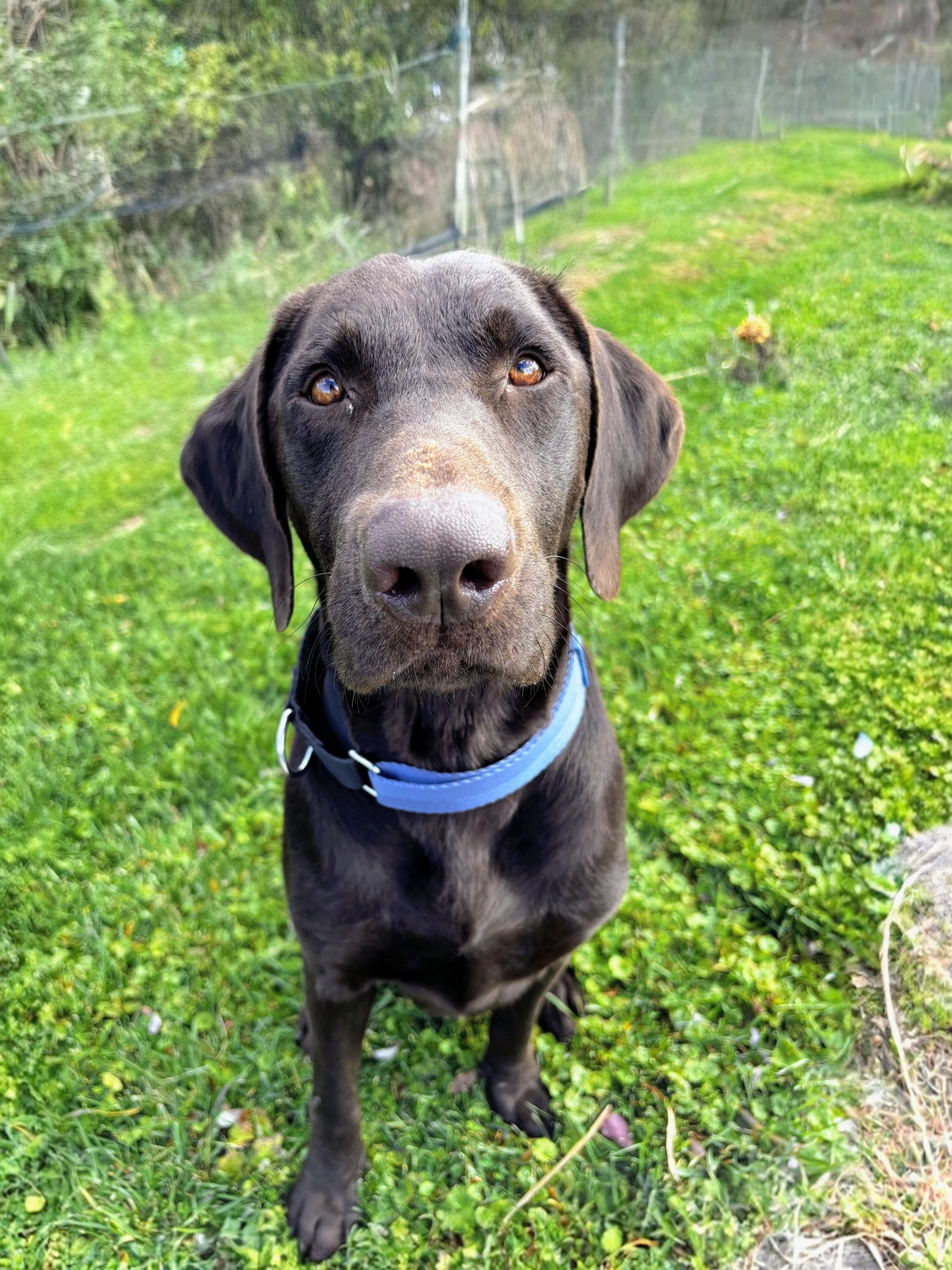 EJ - Fostered in the Hudson Valley,  NY