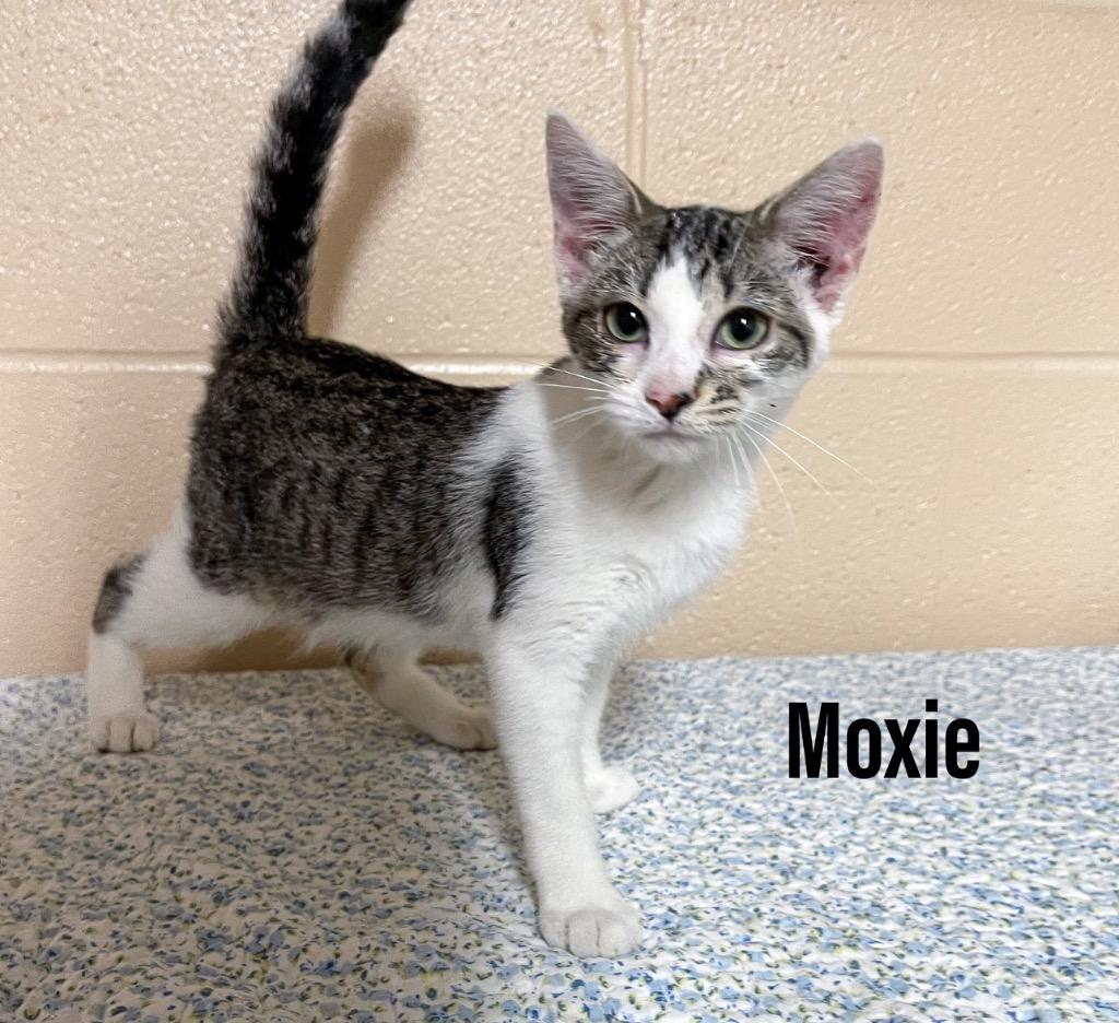 Moxie, Adoptable, Kitten Female Domestic Short Hair.
