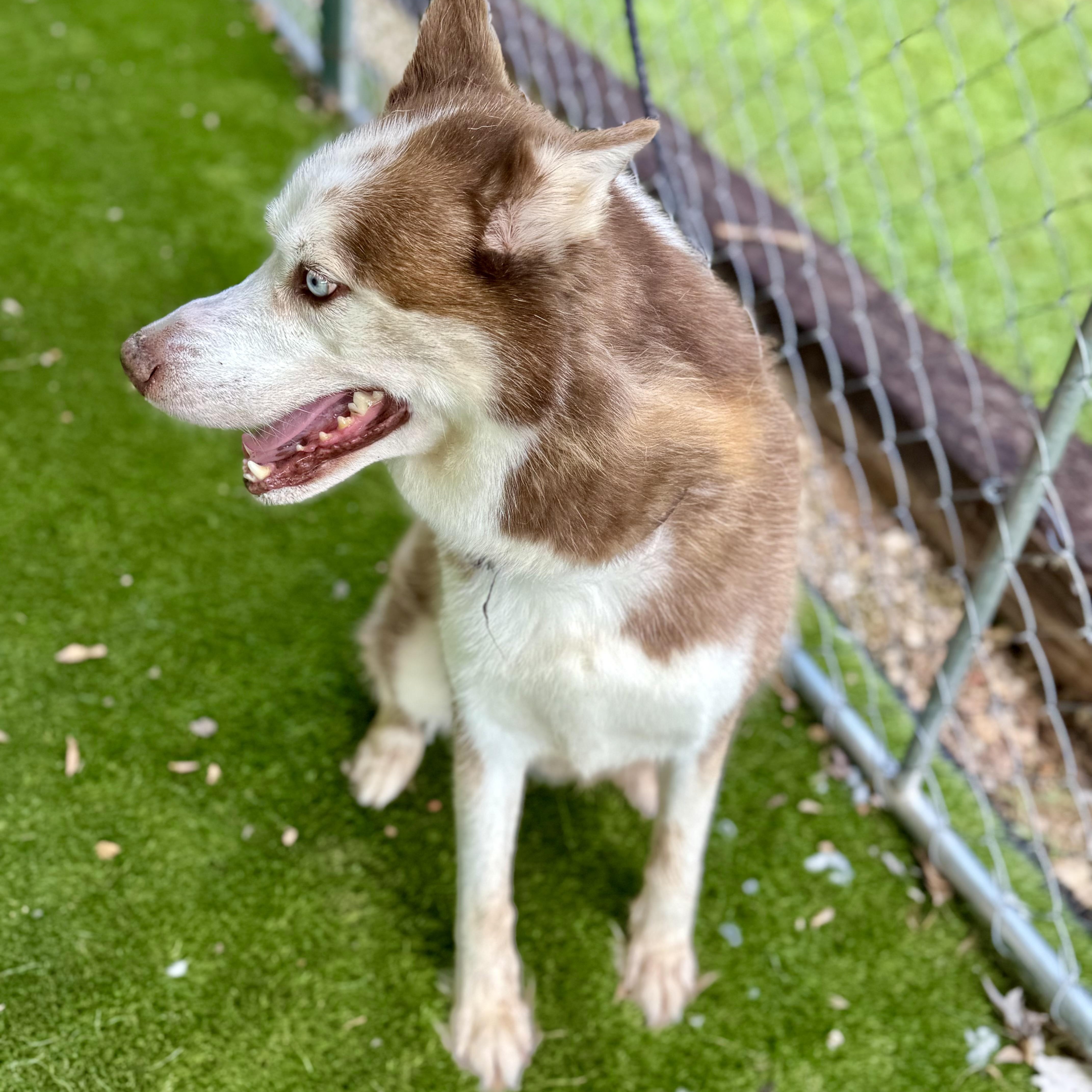 Joel, a Adoptable mixed breed in Cheektowaga, NY image 6/6