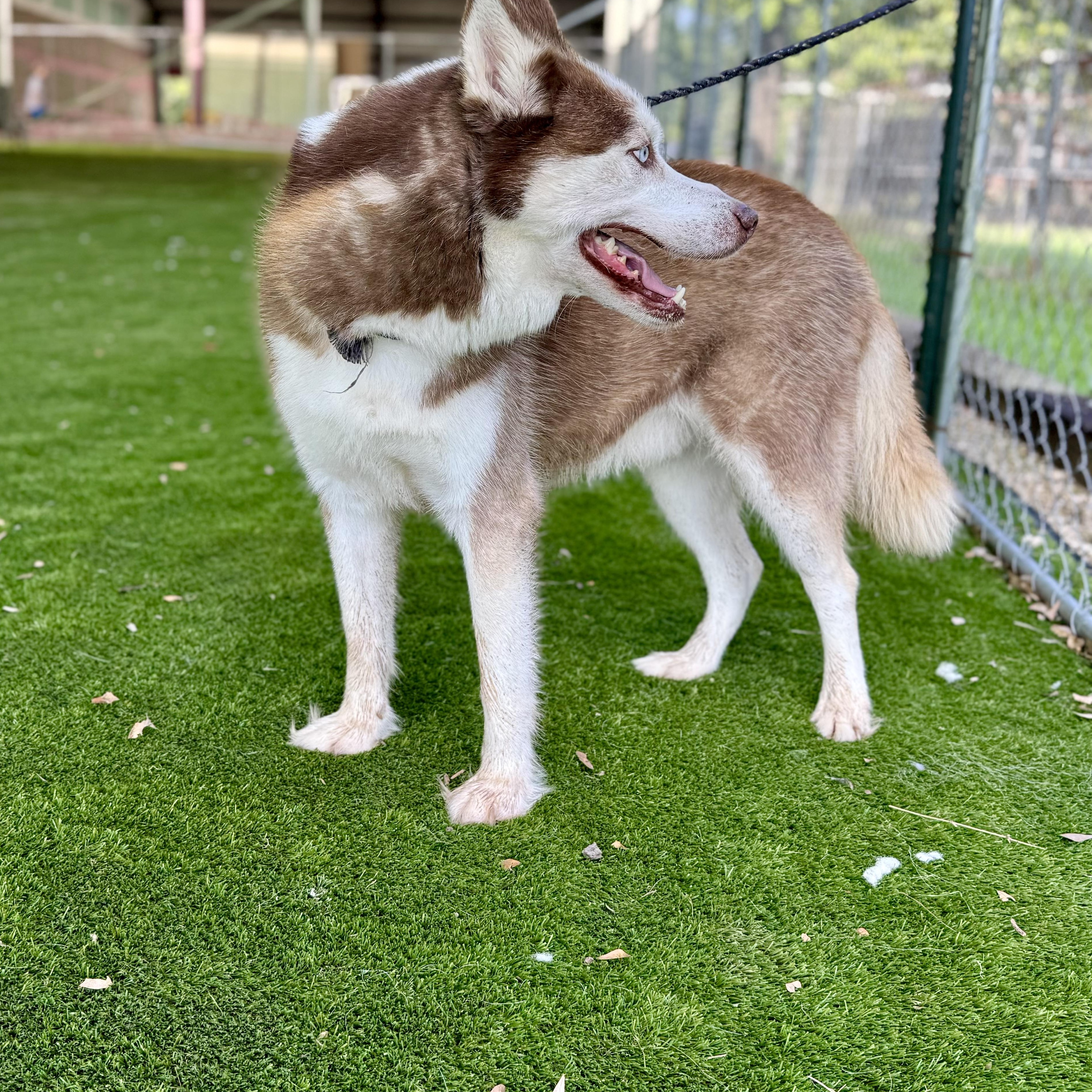 Joel, a Adoptable mixed breed in Cheektowaga, NY image 4/6