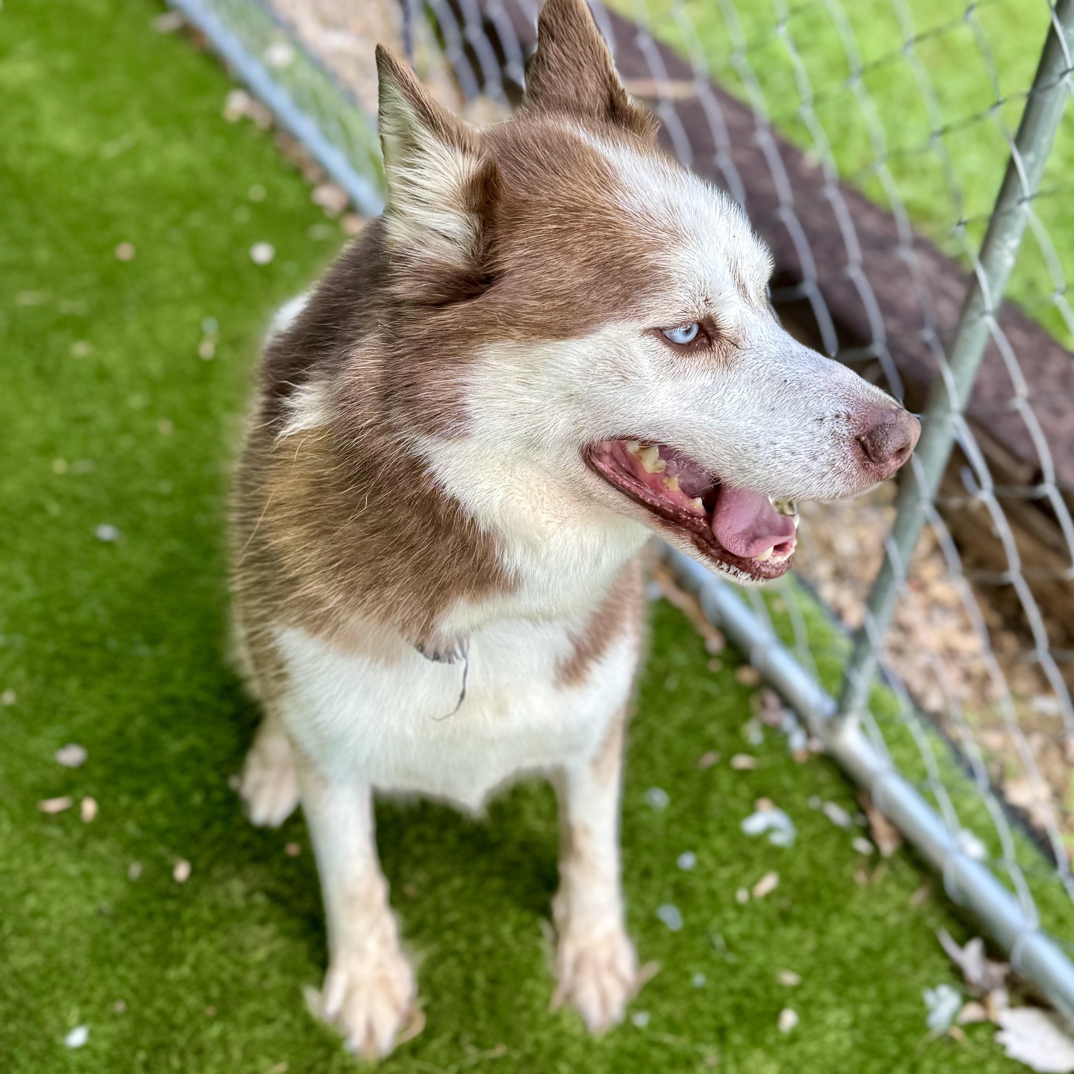 Joel, a Adoptable mixed breed in Cheektowaga, NY image 3/6