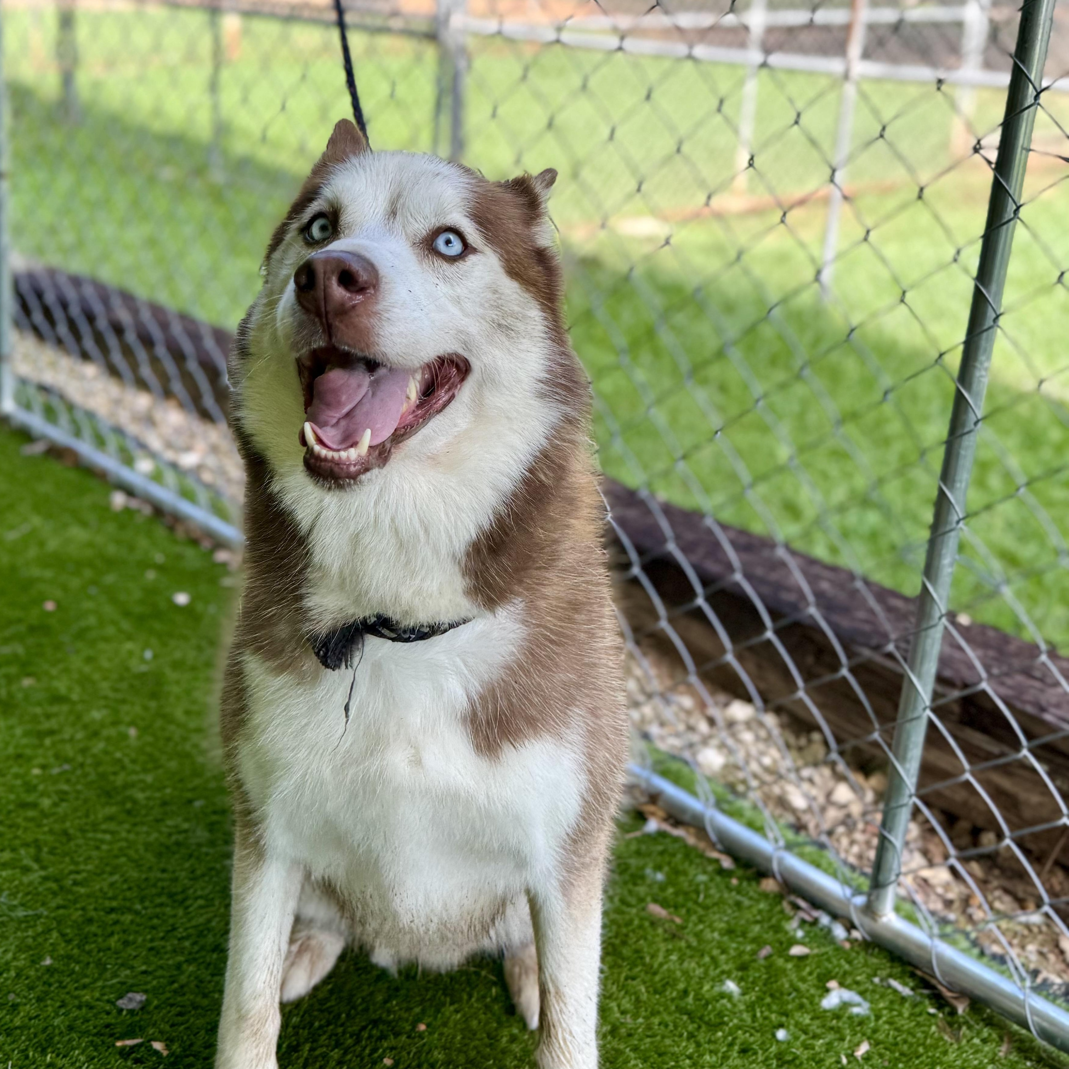 Joel, Adoptable, Adult Male Husky & German Shepherd Dog.