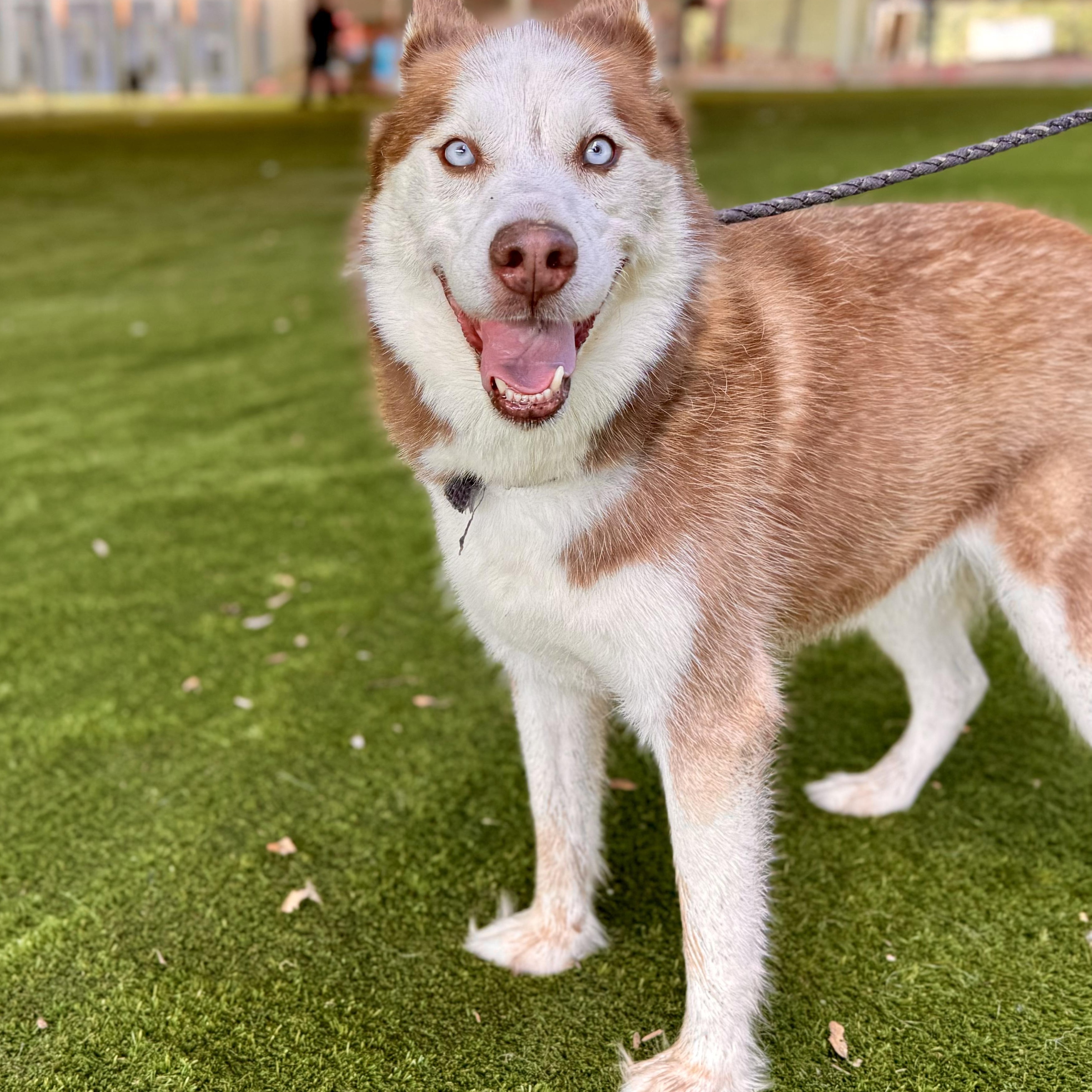 Joel, a Adoptable mixed breed in Cheektowaga, NY image 2/6
