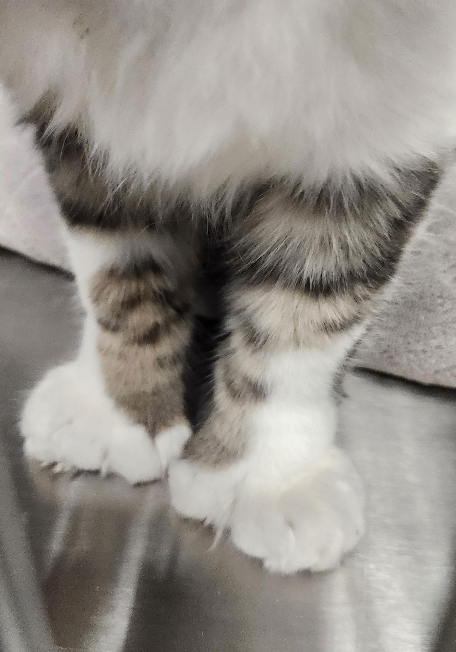 Gus, Adoptable, Kitten Male Domestic Medium Hair & Tabby.