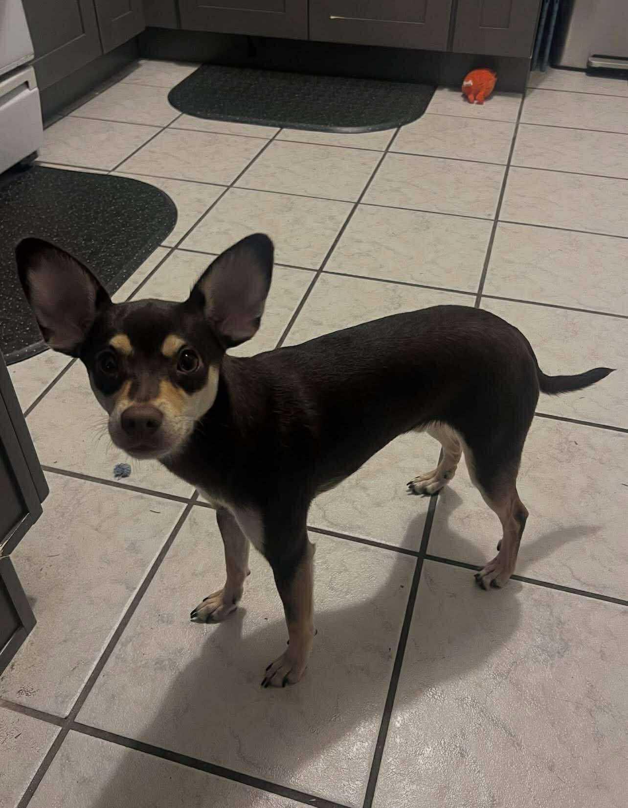 Bruno, Adopted, Adult Male Miniature Pinscher & Chihuahua.