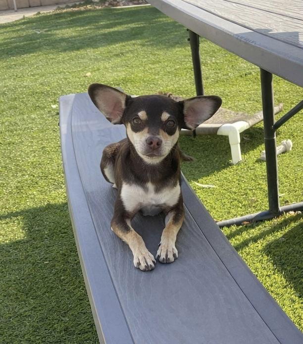 Bruno, a Adopted mixed breed in La Verne, CA image 2/3