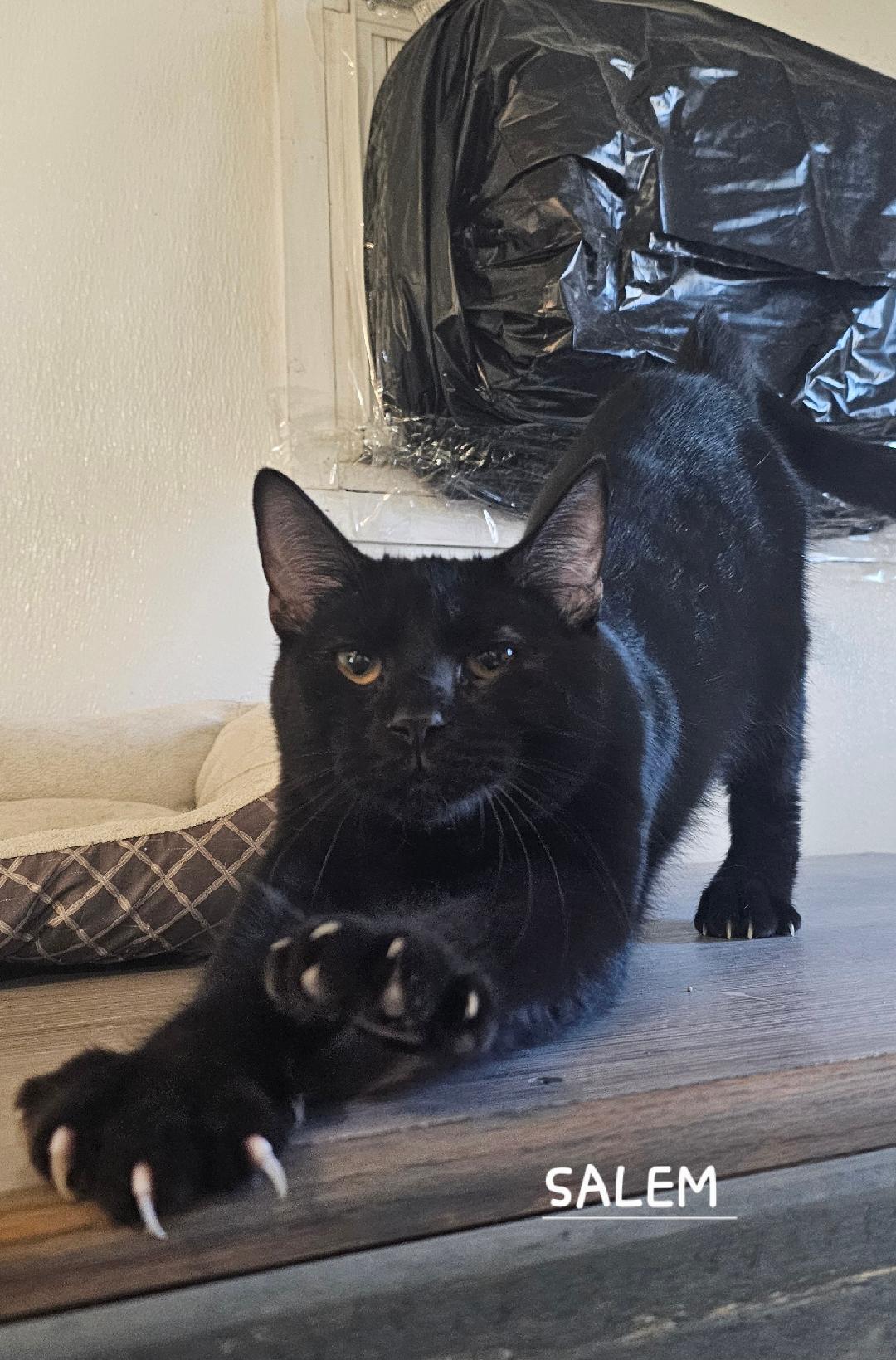 SALEM, Adoptable, Young Male Domestic Short Hair.