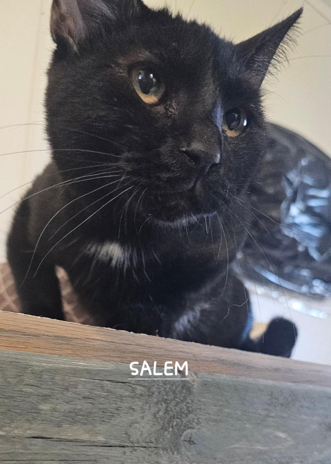 SALEM, a Adoptable Domestic Short Hair in Du Quoin, IL image 2/2