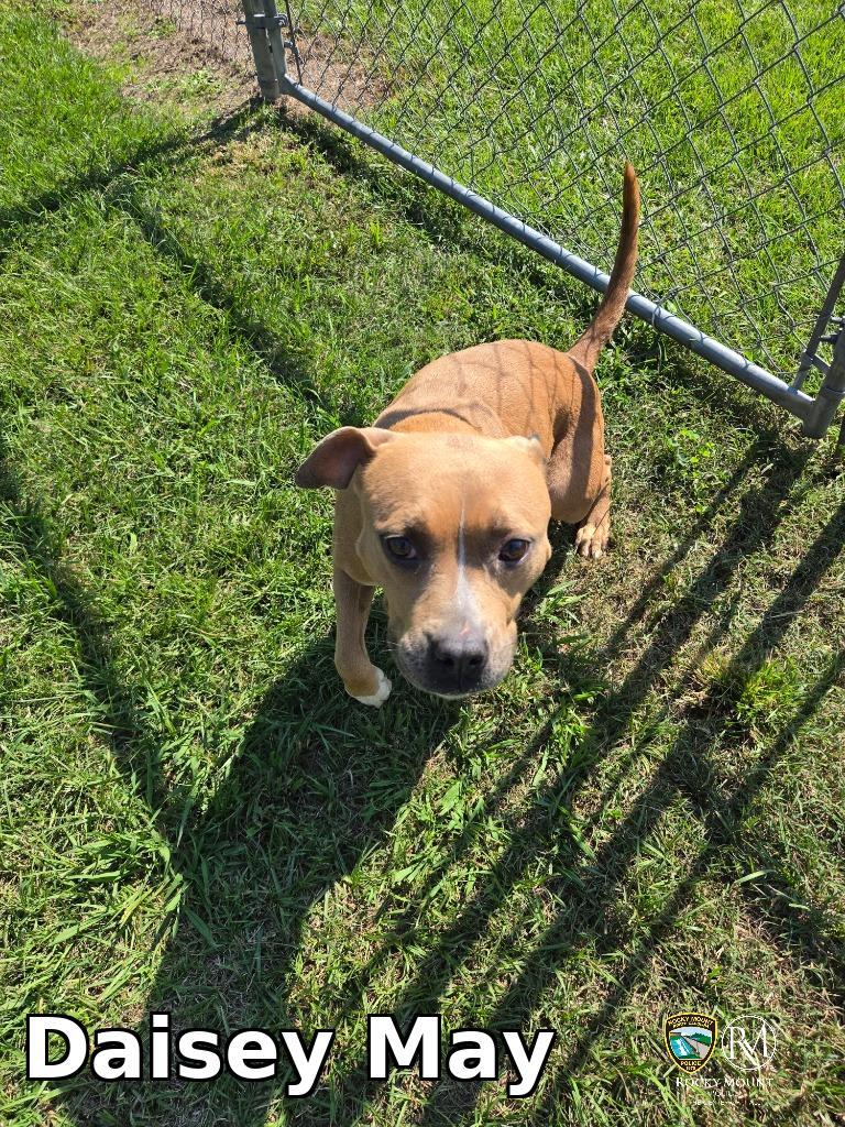Enlarge Daisey May, a Adoptable Pit Bull Terrier in Rocky Mount, NC image 1/1