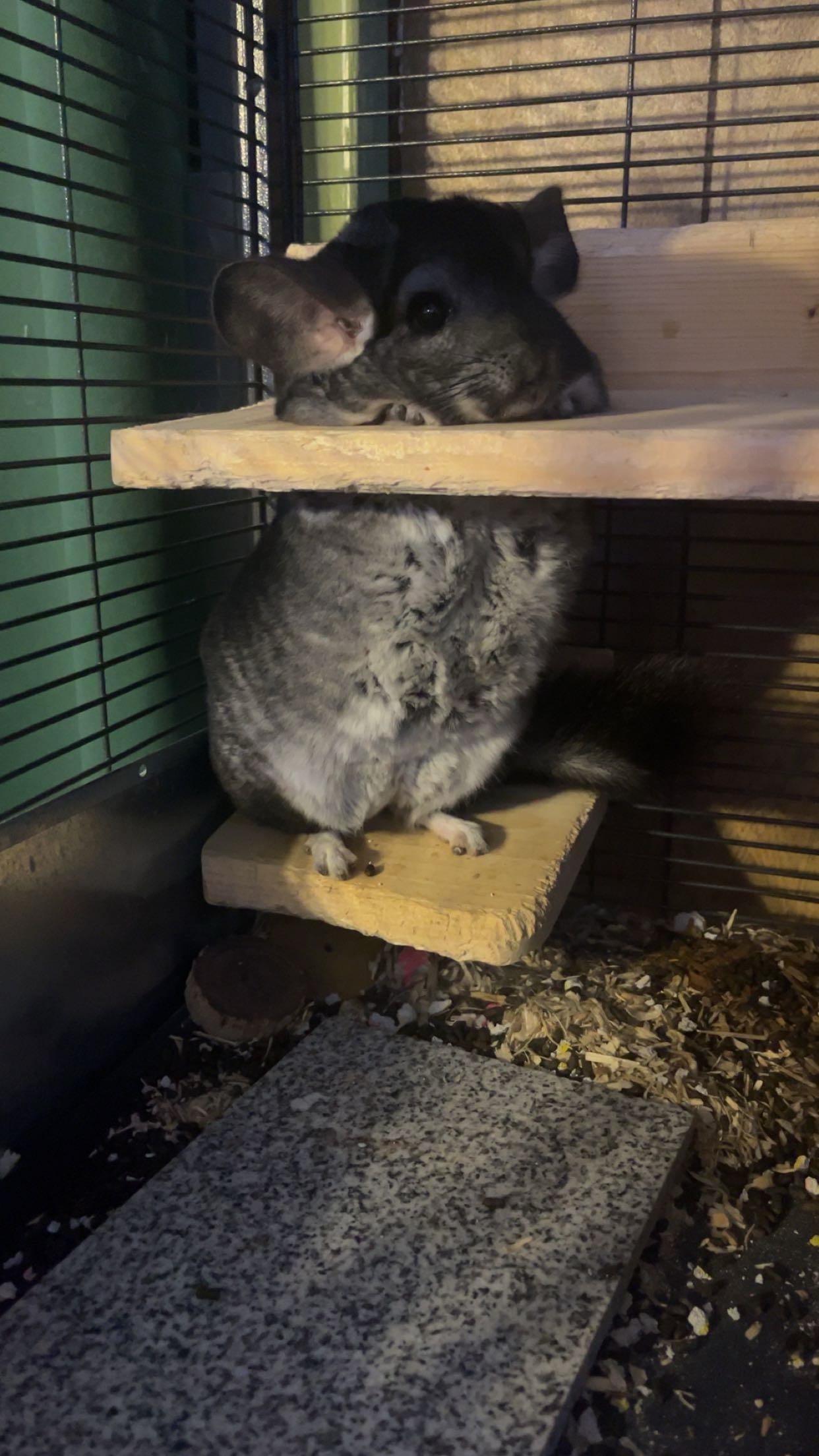 Enlarge Jerry and Roger, a ADOPTABLE Chinchilla in Gibbsboro, NJ image 3/3