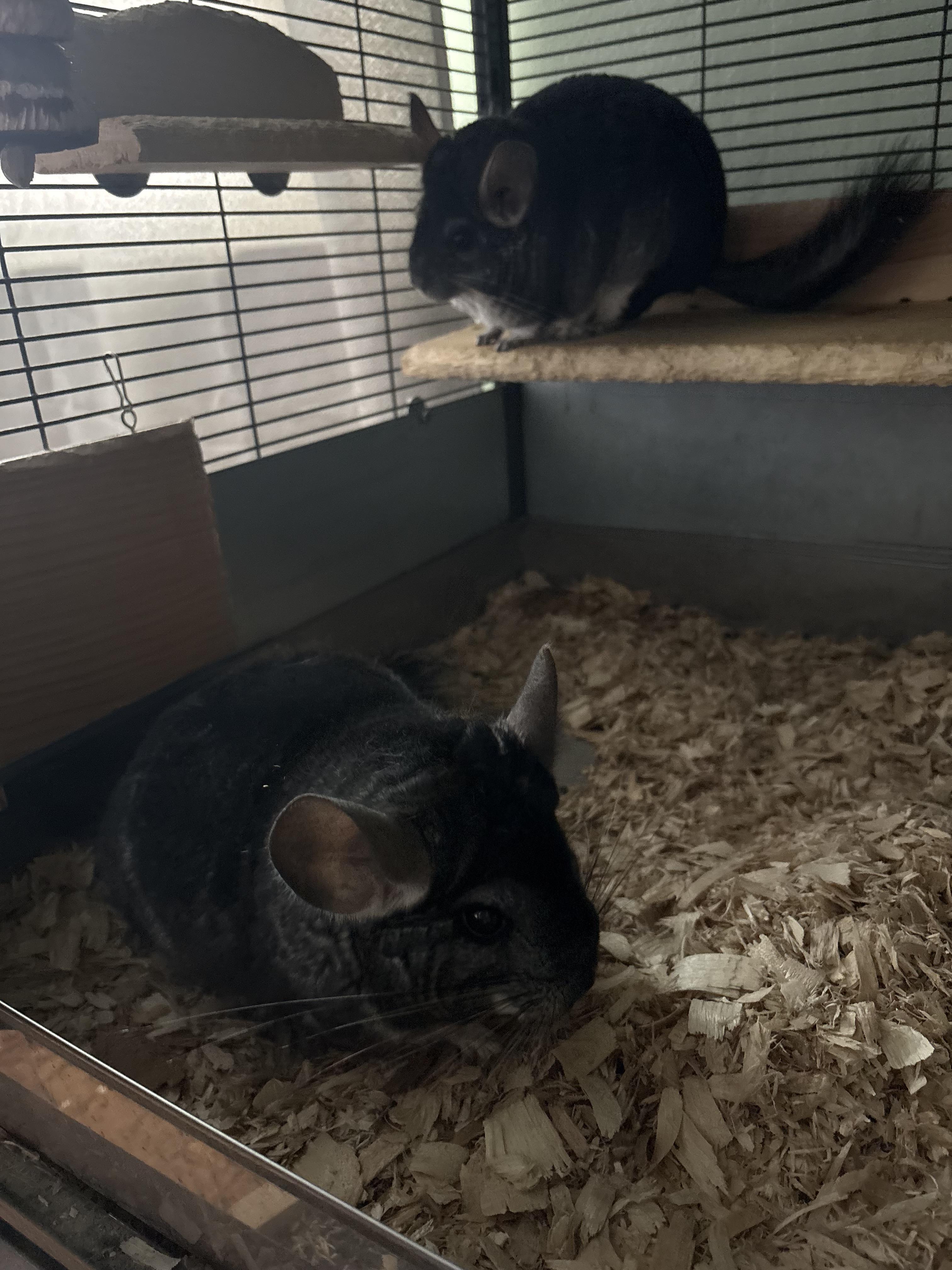 Enlarge Jerry and Roger, a ADOPTABLE Chinchilla in Gibbsboro, NJ image 2/3