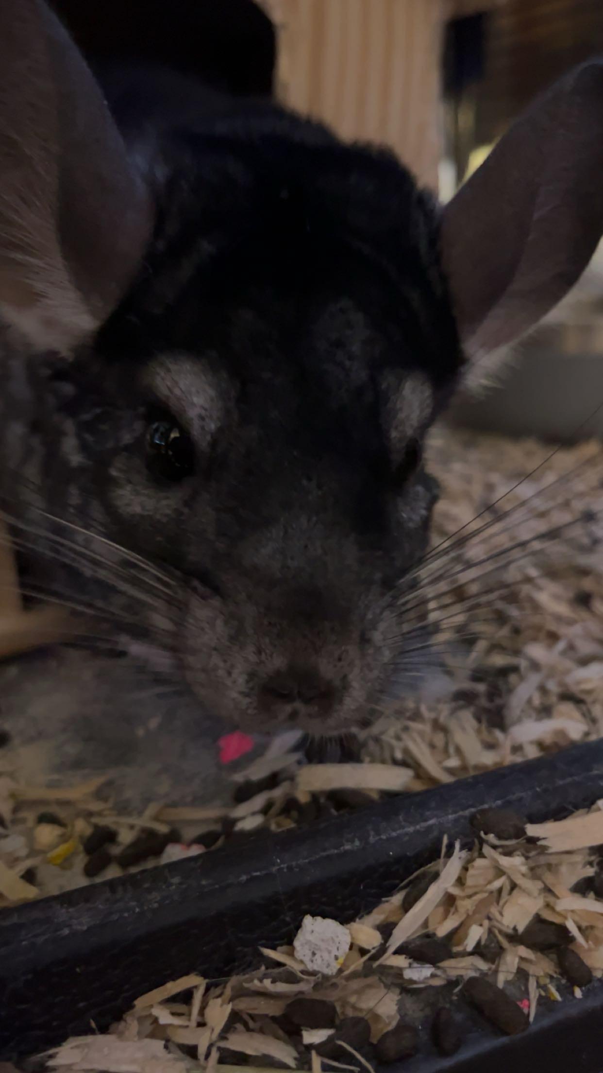 Enlarge Jerry and Roger, a ADOPTABLE Chinchilla in Gibbsboro, NJ image 1/3