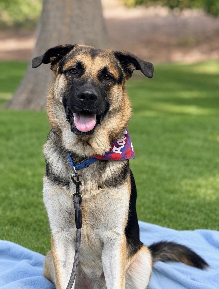 Murphy, Adoptable, Young Male German Shepherd Dog.