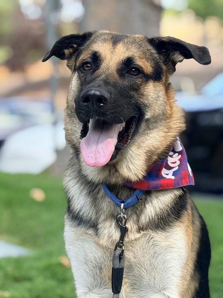 Enlarge Murphy, a Adoptable mixed breed in Pleasant Hill, CA image 2/2