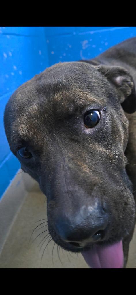 Enlarge Opie, a Adoptable Terrier in New Manchester, WV image 1/5