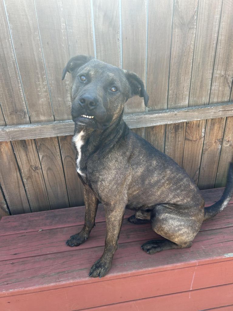 Enlarge Opie, a Adoptable Terrier in New Manchester, WV image 3/6