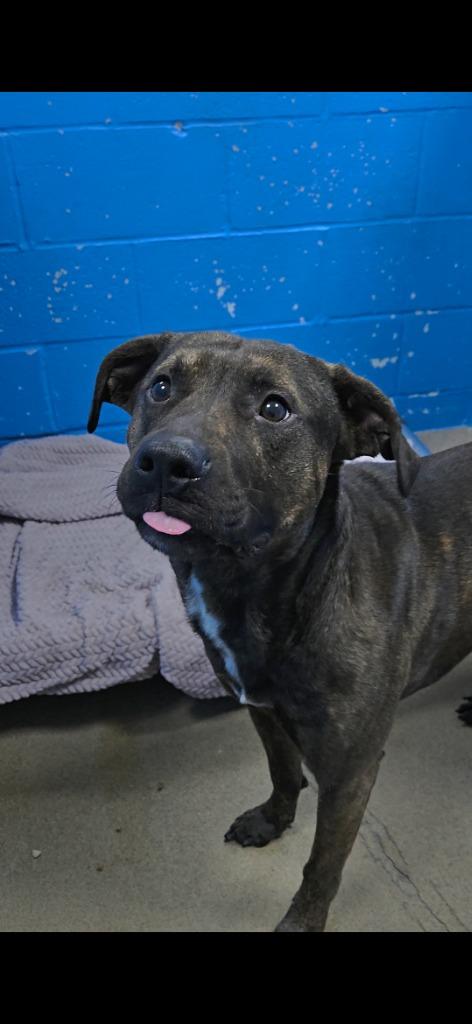 Enlarge Opie, a Adoptable Terrier in New Manchester, WV image 3/5