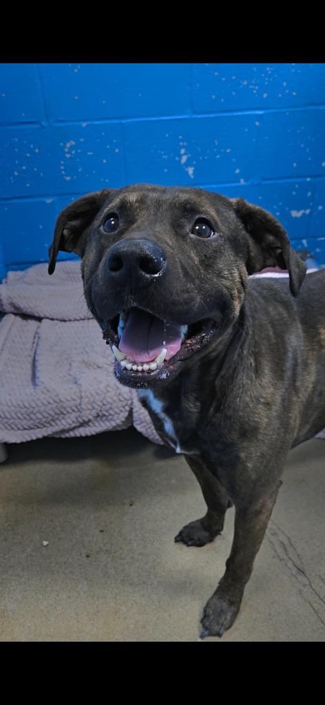 Enlarge Opie, a Adoptable Terrier in New Manchester, WV image 4/5