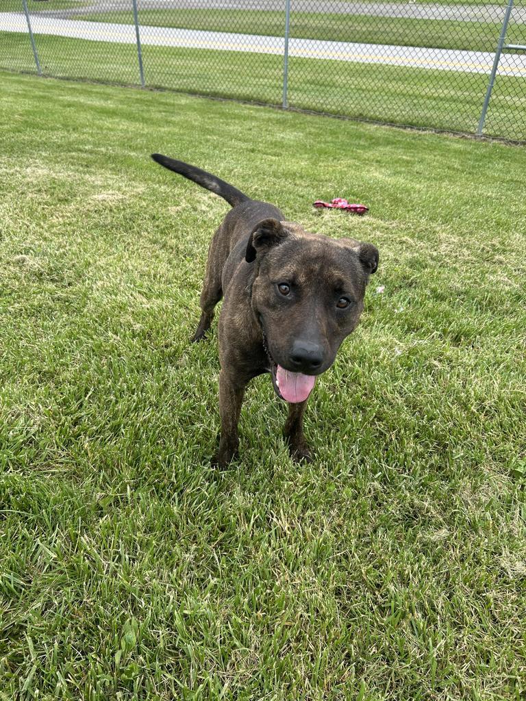 Enlarge Opie, a Adoptable Terrier in New Manchester, WV image 6/6