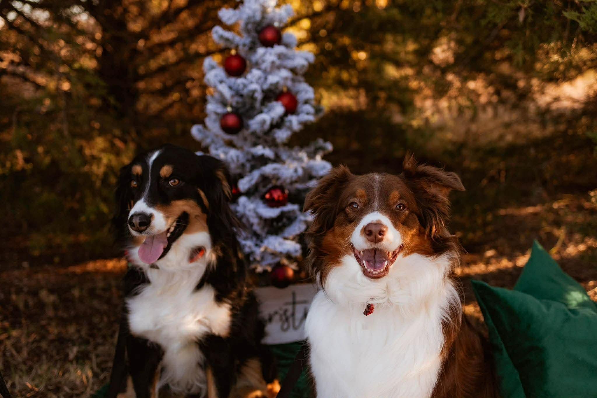 Enlarge Miley and Brodie, a ADOPTABLE Australian Shepherd in Alexandria, VA image 4/4