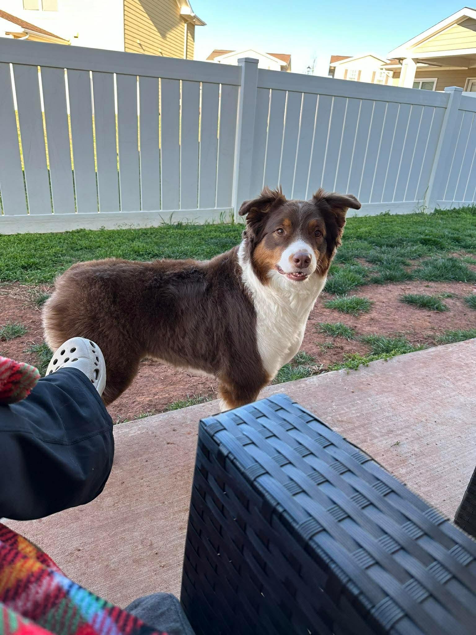 Enlarge Miley and Brodie, a ADOPTABLE Australian Shepherd in Alexandria, VA image 3/4