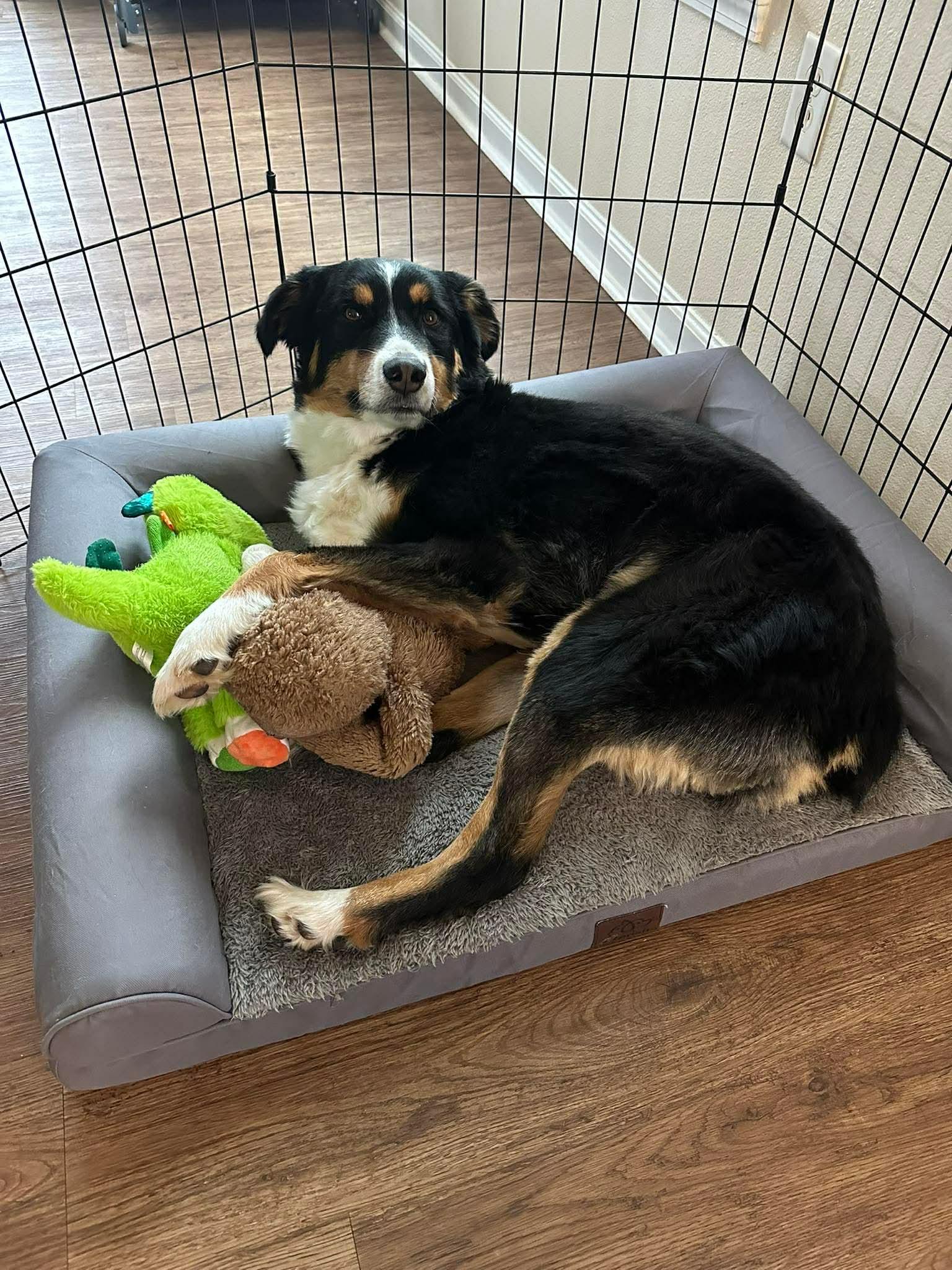 Enlarge Miley and Brodie, a ADOPTABLE Australian Shepherd in Alexandria, VA image 2/4