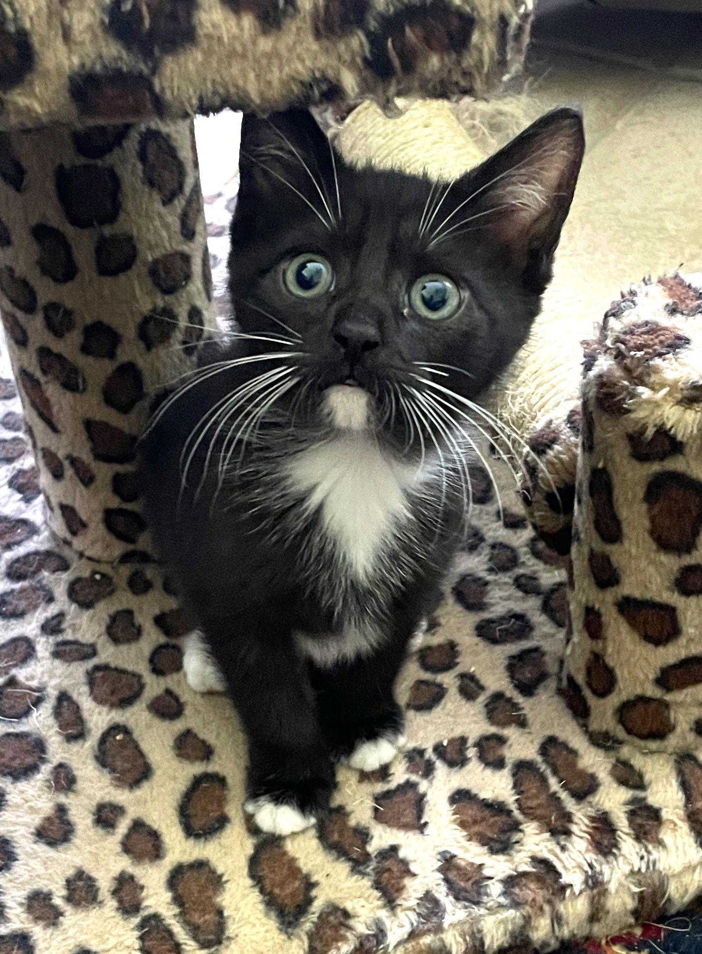 Dexter, Adoptable, Kitten Male Tuxedo & Domestic Short Hair.