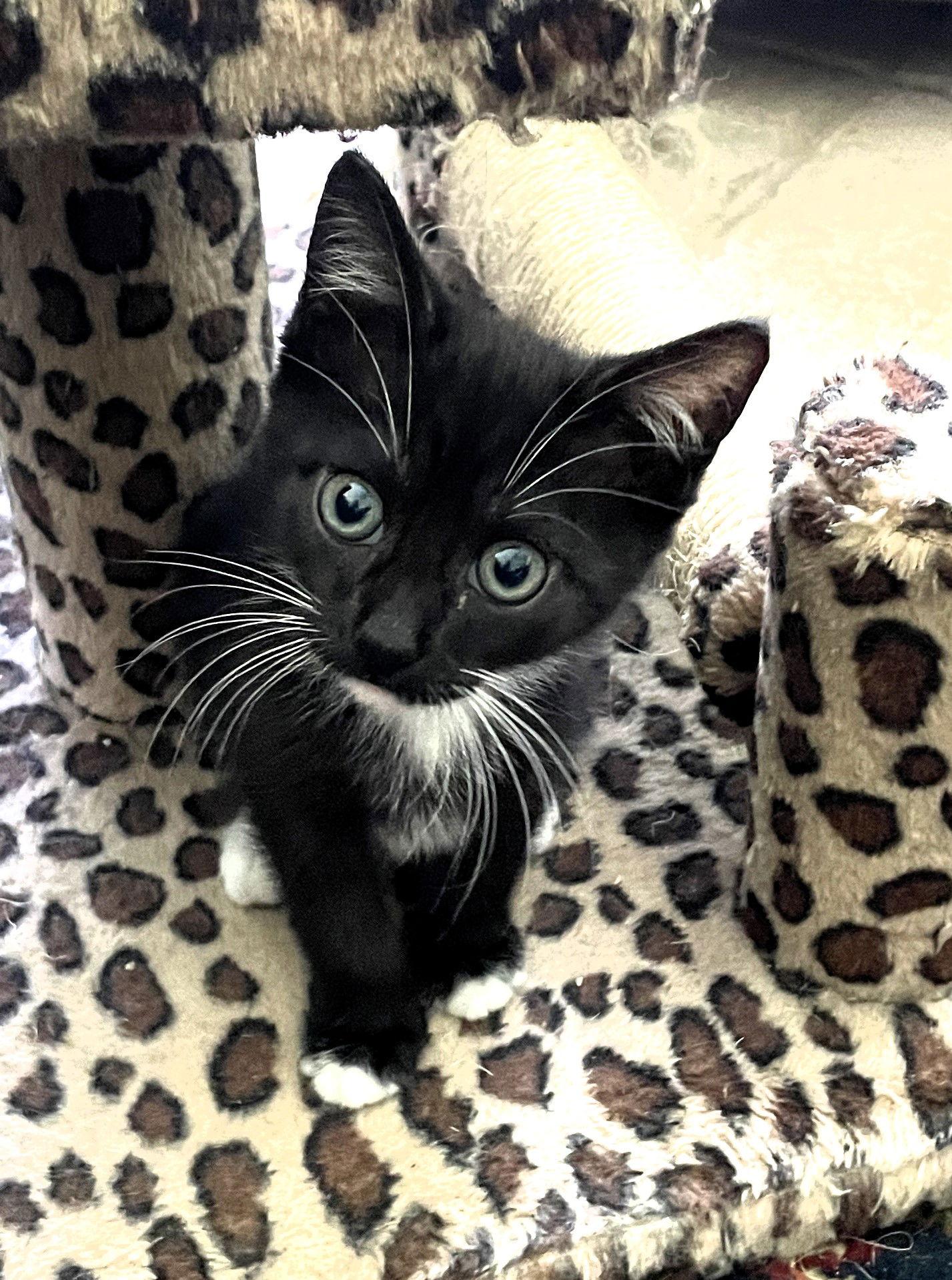 Enlarge Dexter, a Adoptable mixed breed in Lighthouse Point, FL image 2/3