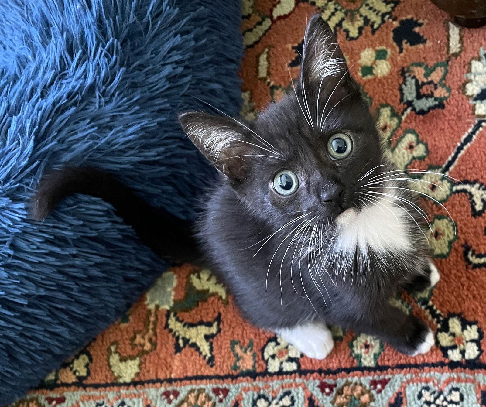 Enlarge Dexter, a Adoptable mixed breed in Lighthouse Point, FL image 3/3