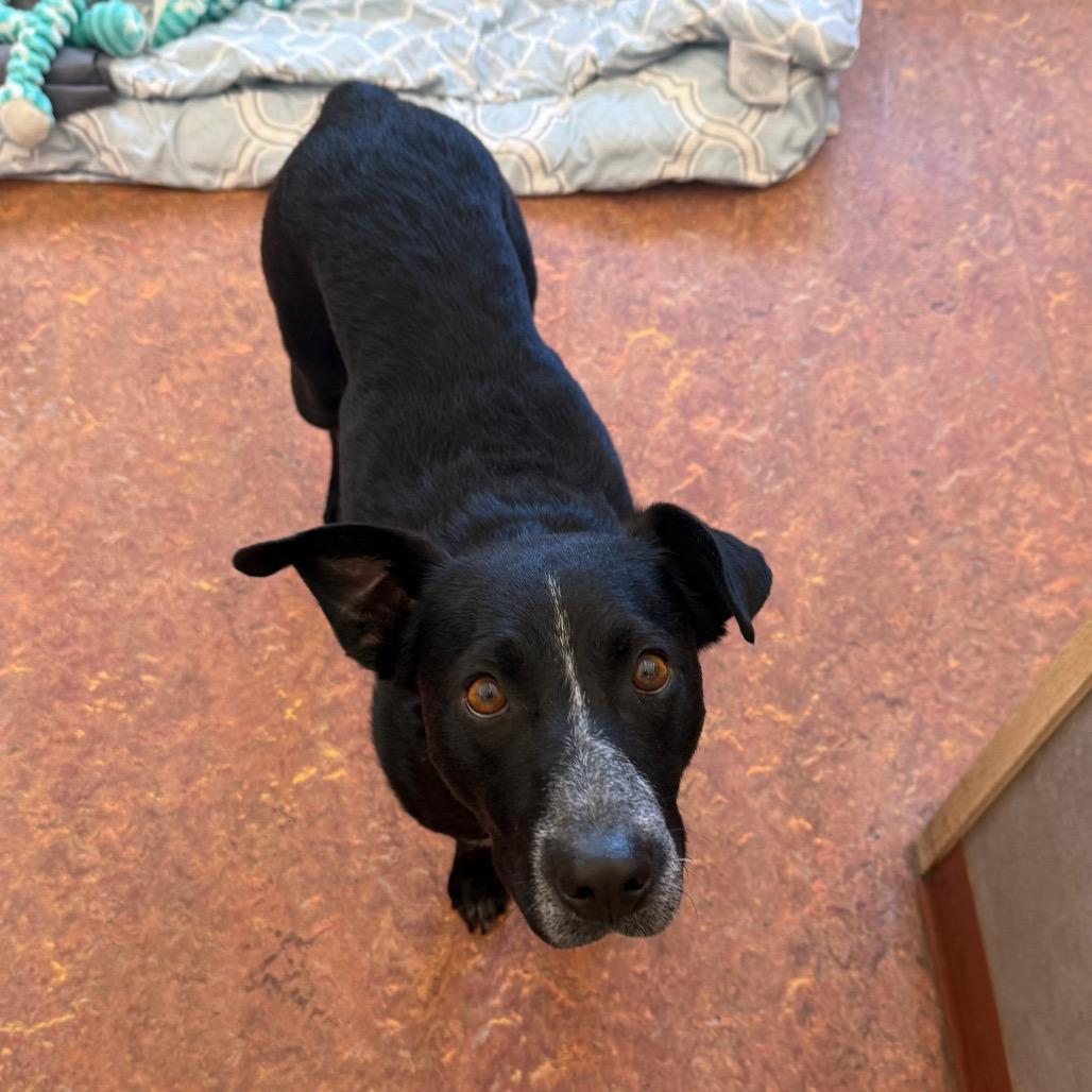 Yin, Adoptable, Young Female Mixed Breed & Cattle Dog.