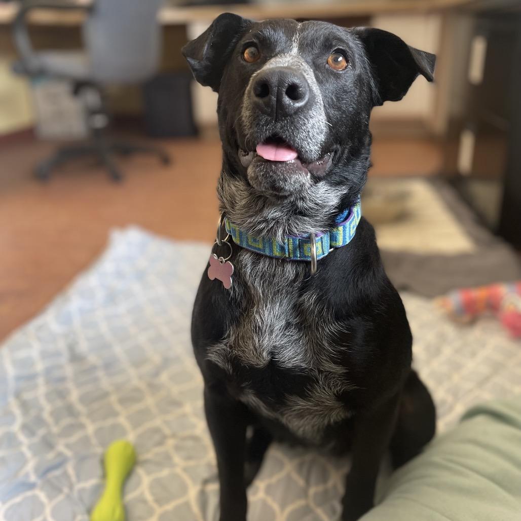 Enlarge Yin, a Adoptable mixed breed in Glenwood Springs, CO image 2/6