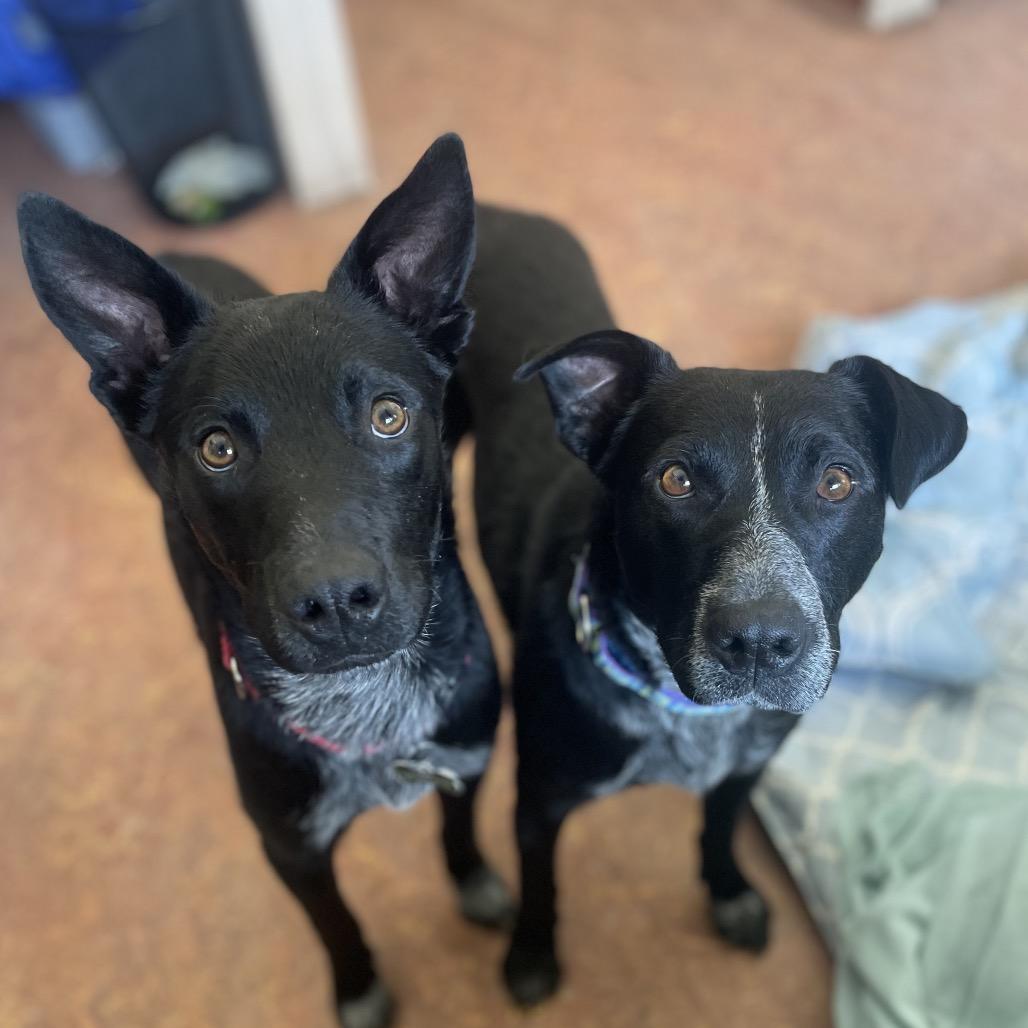 Enlarge Yin, a Adoptable mixed breed in Glenwood Springs, CO image 3/6