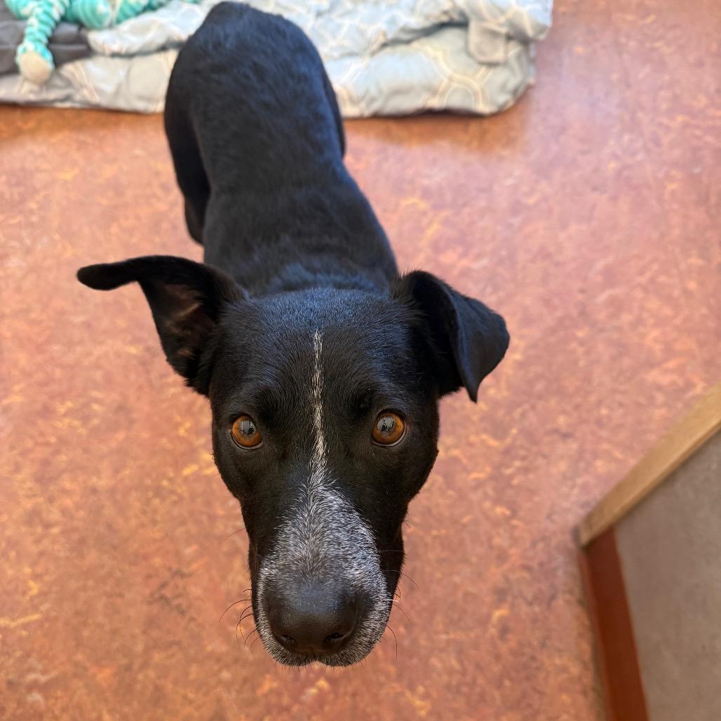 Enlarge Yin, a Adoptable mixed breed in Glenwood Springs, CO image 4/6