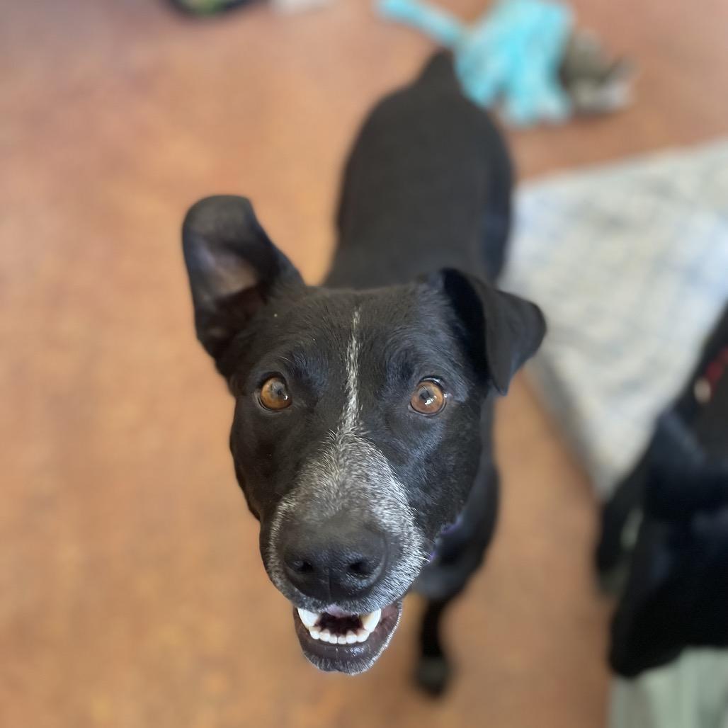 Enlarge Yin, a Adoptable mixed breed in Glenwood Springs, CO image 5/6