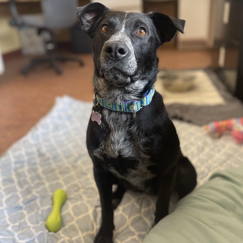 Enlarge Yin, a Adoptable mixed breed in Glenwood Springs, CO image 6/6