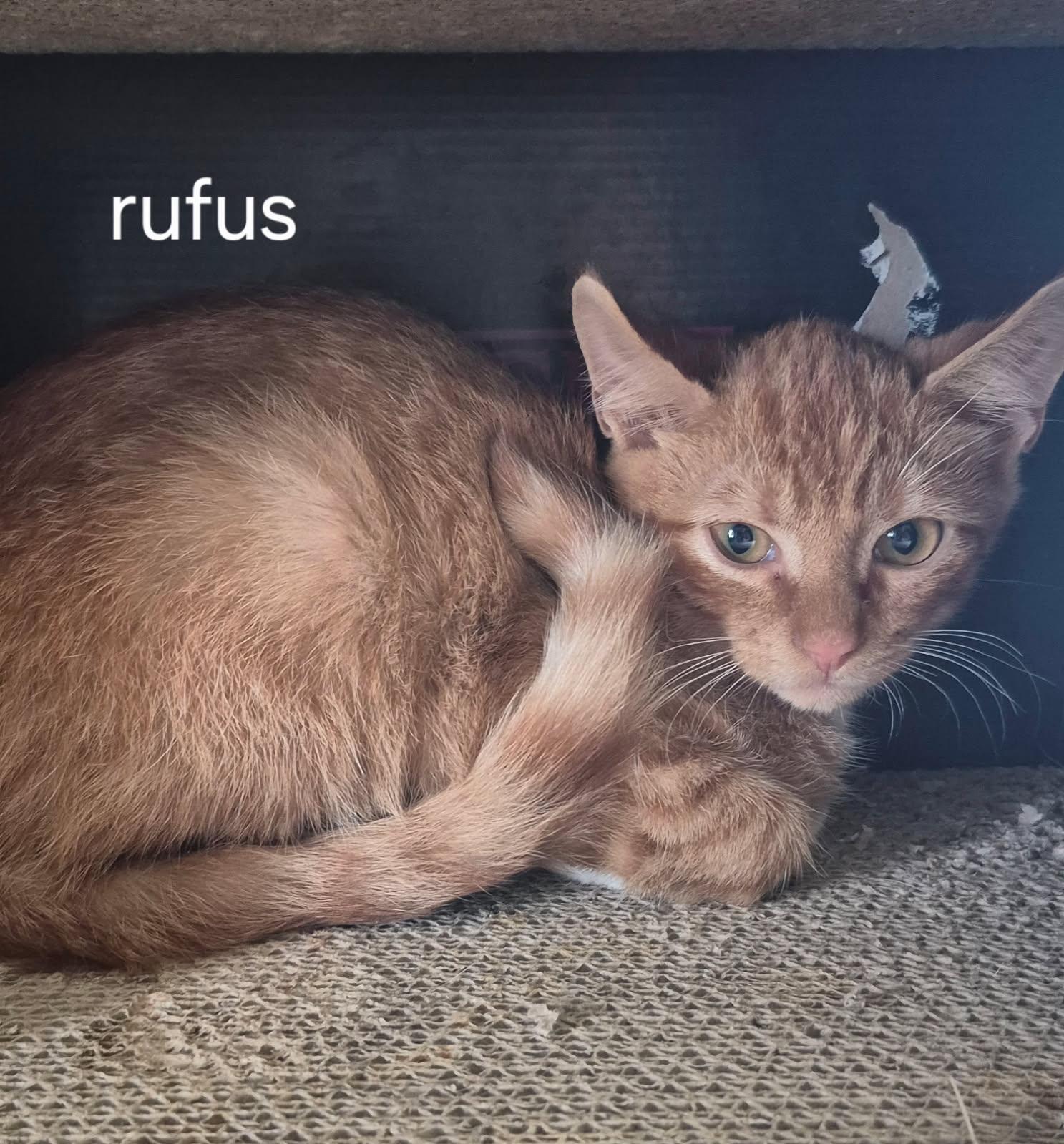 Rufus, Adoptable, Kitten Male Domestic Short Hair.