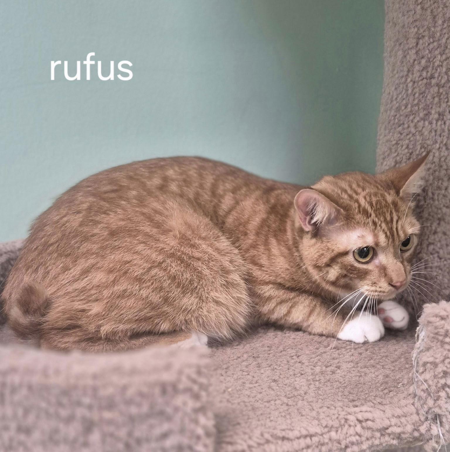 Enlarge Rufus, a Adoptable Domestic Short Hair in Oviedo, FL image 2/3