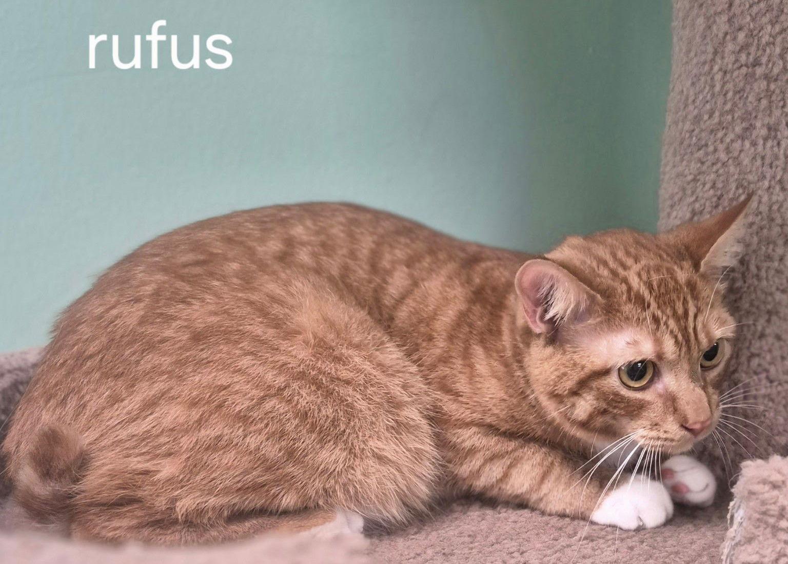 Enlarge Rufus, a Adoptable Domestic Short Hair in Oviedo, FL image 3/3