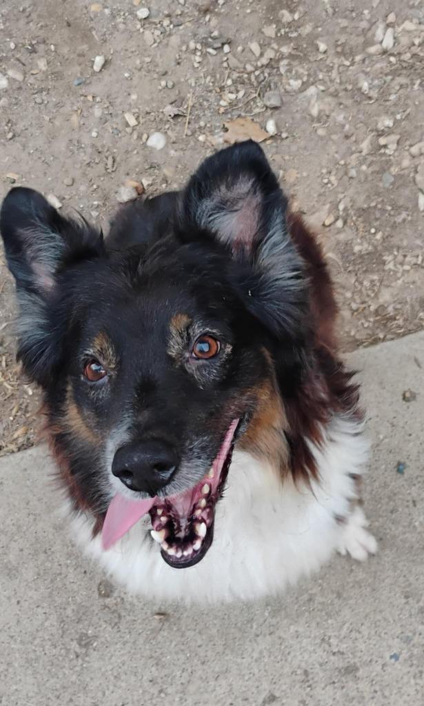 Enlarge Franny, a Adoptable mixed breed in Indianapolis, IN image 1/5