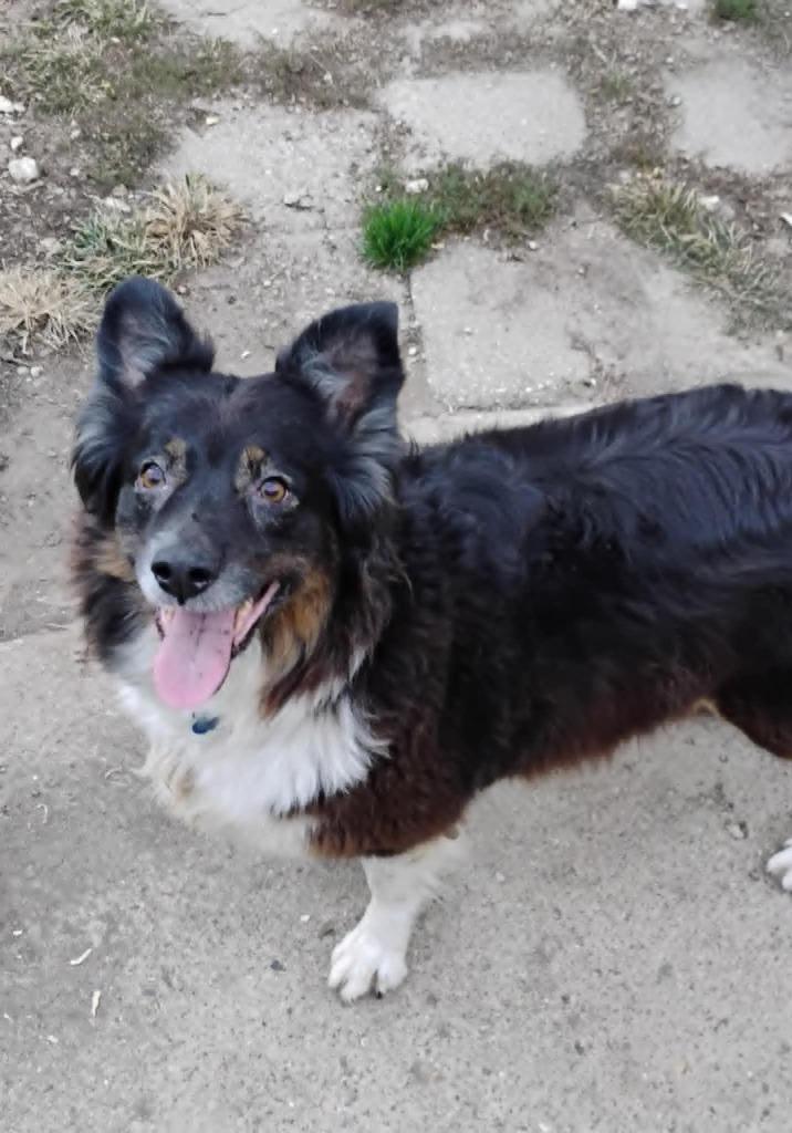 Enlarge Franny, a Adoptable mixed breed in Indianapolis, IN image 2/5