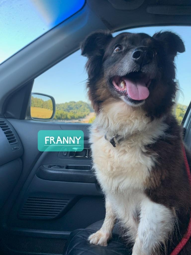Enlarge Franny, a Adoptable mixed breed in Indianapolis, IN image 3/5