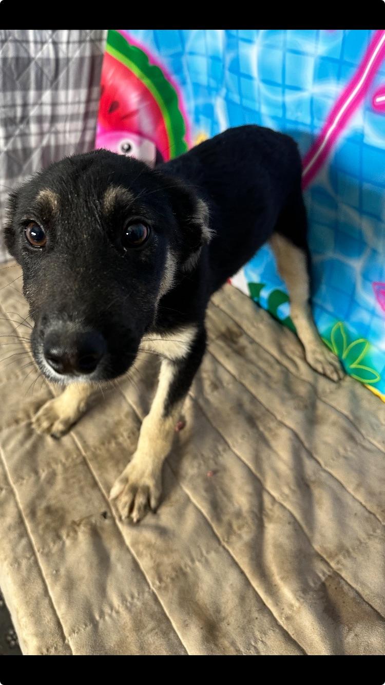 Enlarge Margo Pup, a ADOPTABLE mixed breed in Medfield, MA image 2/2